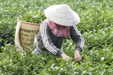 12 Days 11 Nights Arrival In Ho Chi Minh City Tour Package