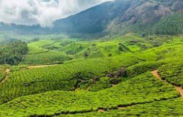 Experience Munnar Tour Package from Kochi