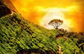 Best 3 Days Wayanad and Kozhikode Trip Package