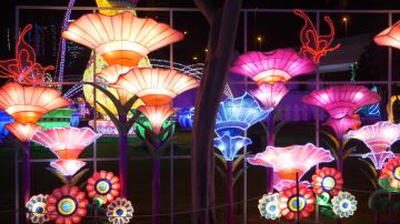 Magical Dubai Desert Safari With Bbq Dinner Tanoura Show Tour Package for 5 Days 4 Nights from Departure Dubai