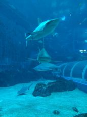 Beautiful 6 Days Half Day City Tour Noon Till Sunset At Sentosa Holiday Package