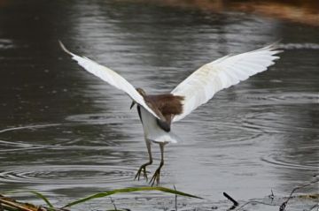 7 Days Arrival In Kuala Lumpur Kuala Lumpur Night Excursion Meals Included None Trip Package