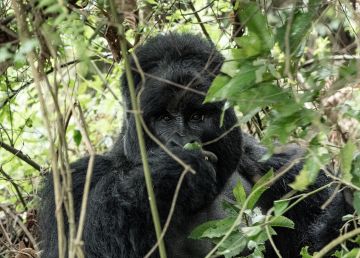 Amazing 4 Days Entebbe with Bwindi Impenetrable National Park Tour Package