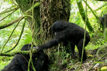 Amazing 4 Days Entebbe with Bwindi Impenetrable National Park Tour Package