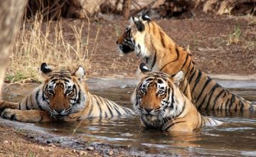 Best Jim Corbett Tour Package for 7 Days 6 Nights from Nainital