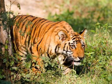 Beautiful 6 Days 5 Nights Nainital, Jim Corbett and Mussoorie Vacation Package