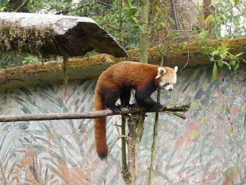 Heart-warming 9 Days 8 Nights Gangtok, Pelling, Ravangla with Darjeeling Vacation Package