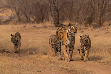 Best 3 Days Ranthambhore Fort Lake Tour Package