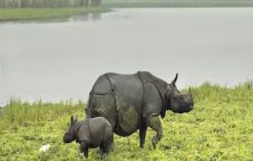 Magical Manas Tour Package for 6 Days 5 Nights from Kaziranga To Guwahati