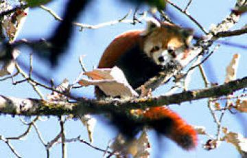 Family Getaway Darjeeling Tour Package for 5 Days 4 Nights from Bagdogra Airport New Jalpaiguri Railways Station