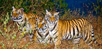 Ecstatic 7 Days Pachmarhi, Bandhavgarh with Jabalpur Vacation Package