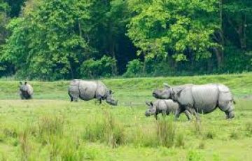 Ecstatic 7 Days KAZIRANGA - GUWAHATI - DEPARTURE to Kaziranga Trip Package