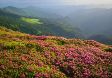 Pleasurable Pelling Tour Package for 8 Days 7 Nights