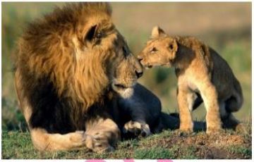 Ecstatic Full Game Drive In Ruaha National Park Tour Package for 5 Days from Mikumi Adventure Lodge To Dar Es Salaam