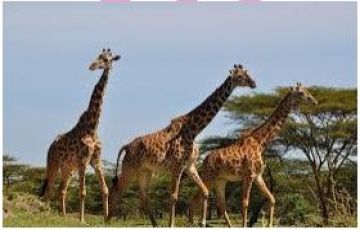 Magical Dar Es Salaam To Mikumi National Park Tour Package for 5 Days 4 Nights from Mikumi Adventure Lodge To Dar Es Salaam