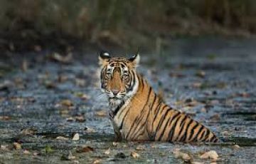 Heart-warming 4 Days 3 Nights Jaipur and Ranthambore Trip Package