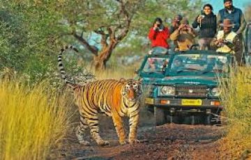 Heart-warming 4 Days 3 Nights Jaipur and Ranthambore Trip Package