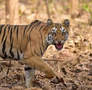 Beautiful 2 Days Sawai Madhopur Trip Package Beautiful 2 Days Sawai Madhopur Trip Package