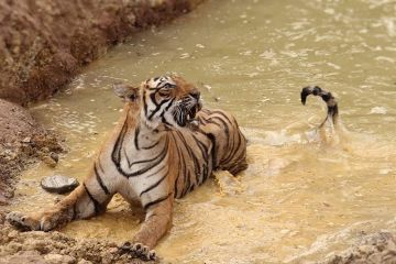 Beautiful 2 Days Sawai Madhopur Trip Package Beautiful 2 Days Sawai Madhopur Trip Package