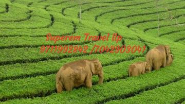 Beautiful Day 01 - Cochin - Munnar Tour Package from Cochin