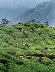 Beautiful Day 01 - Cochin - Munnar Tour Package from Cochin