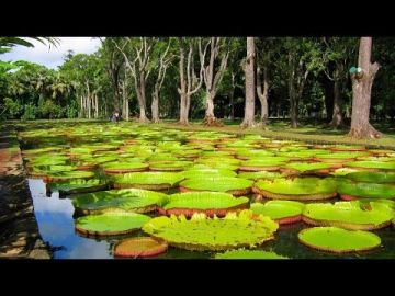 Family Getaway 7 Days Mauritius and Delhi Trip Package