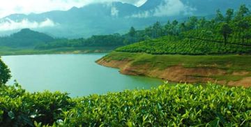 Amazing 3 Days 2 Nights Cochin To Munnar tea Garden  Hill Station, Munnar Sightseeing and Cochin departure Vacation Package