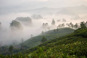 Amazing 3 Days 2 Nights Cochin To Munnar tea Garden  Hill Station, Munnar Sightseeing and Cochin departure Vacation Package