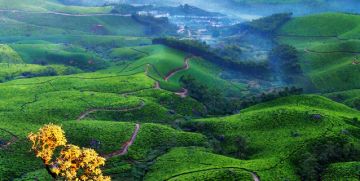 Amazing 3 Days 2 Nights Cochin To Munnar tea Garden  Hill Station, Munnar Sightseeing and Cochin departure Vacation Package