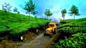 Amazing Cochin To Munnar tea Garden  Hill Station Tour Package from  TRIVANDRUM DEPARTURE