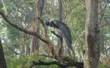 Magical Wayanad Sightseeing Tour Package for 4 Days from WAYANAD TO CALICUT