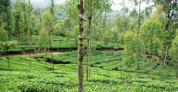 Magical Wayanad Sightseeing Tour Package for 4 Days from WAYANAD TO CALICUT