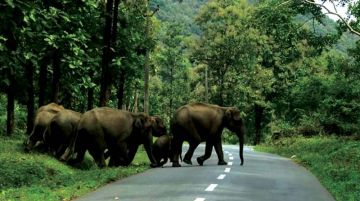 Magical Wayanad Sightseeing Tour Package for 4 Days from WAYANAD TO CALICUT