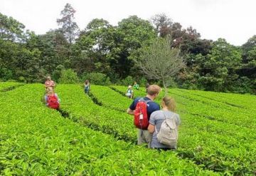 Magical Wayanad Sightseeing Tour Package for 4 Days from WAYANAD TO CALICUT