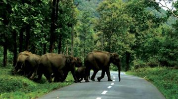 Ecstatic 8 Days 7 Nights Coorg Trip Package