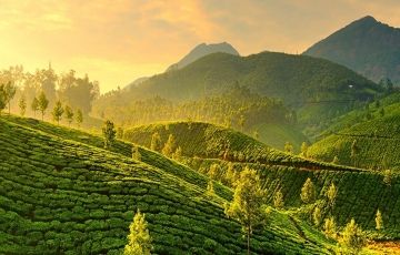 Family Getaway Cochin To Munnar tea Garden  Hill Station Tour Package from COCHIN DEPARTURE