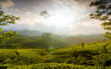 Family Getaway Cochin To Munnar tea Garden  Hill Station Tour Package from COCHIN DEPARTURE