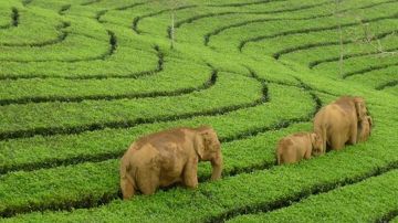 Family Getaway Cochin To Munnar tea Garden  Hill Station Tour Package from COCHIN DEPARTURE