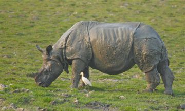Magical 6 Days 5 Nights Kaziranga Trip Package
