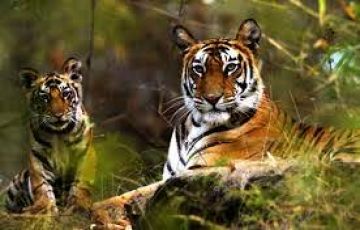 Memorable 6 Days Delhi, Mussoorie, Corbett and Nainital Tour Package