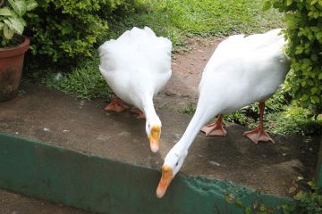 Experience 4 Days Cochin to Alleppey Tour Package