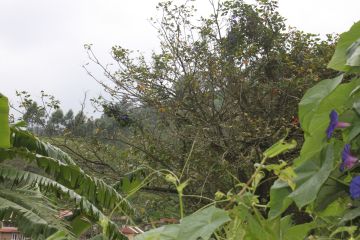 Memorable 7 Days Kochi to Munnar Honeymoon Tour Package