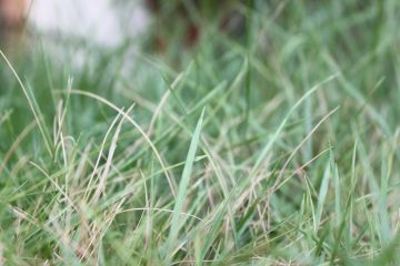 Ecstatic 7 Days Bangalore to Coorg Tour Package