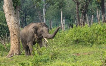 Pleasurable 3 Days Coorg with Bangalore Vacation Package