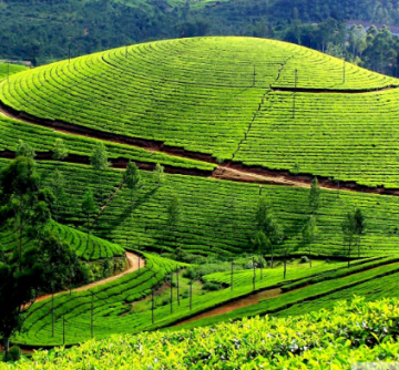 2 Days Bangalore with Ooty Holiday Package