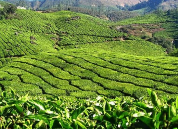 2 Days Bangalore with Ooty Holiday Package