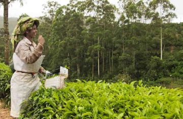 Amazing 7 Days Kochi to Kovalam Vacation Package