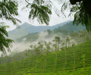 Amazing Coonoor Tour Package for 6 Days 5 Nights from Bangalore