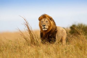 Pleasurable 3 Days Masai Mara To Nairobi Trip Package