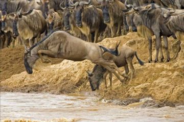 Pleasurable 3 Days Masai Mara To Nairobi Trip Package